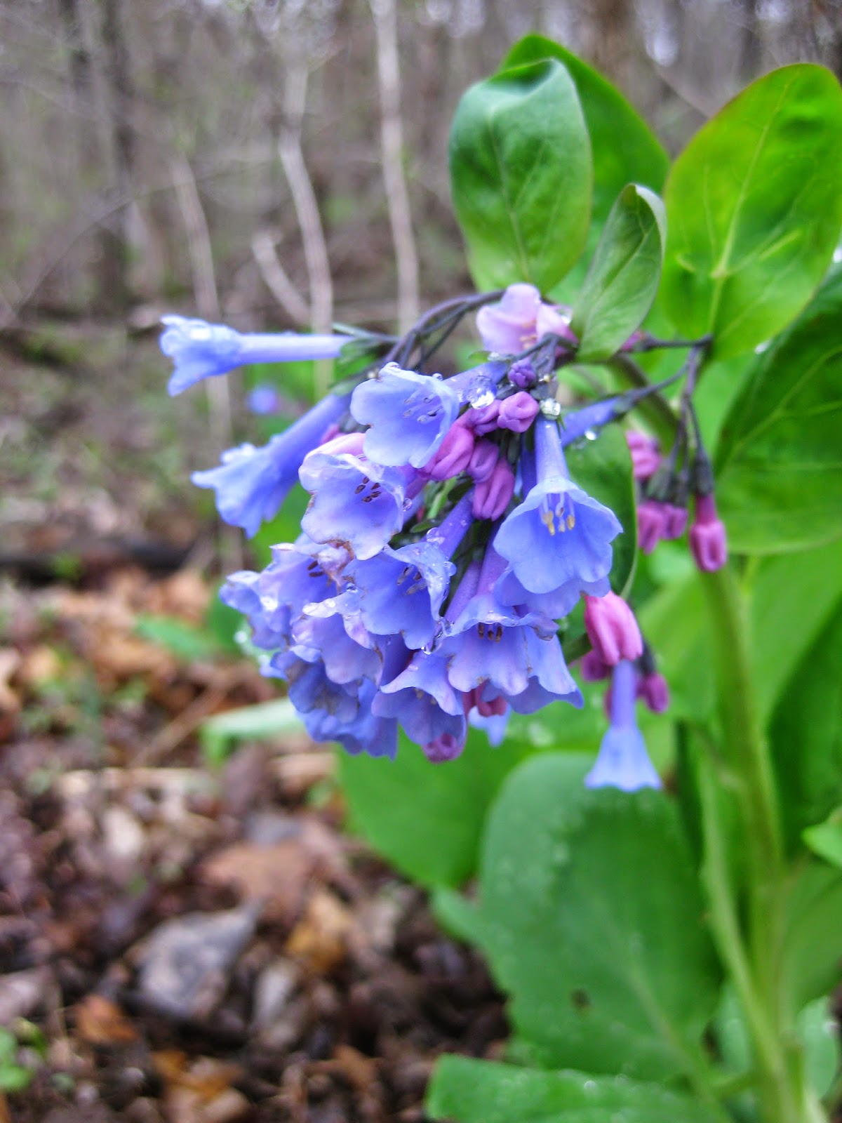 Virginia bluebells deals